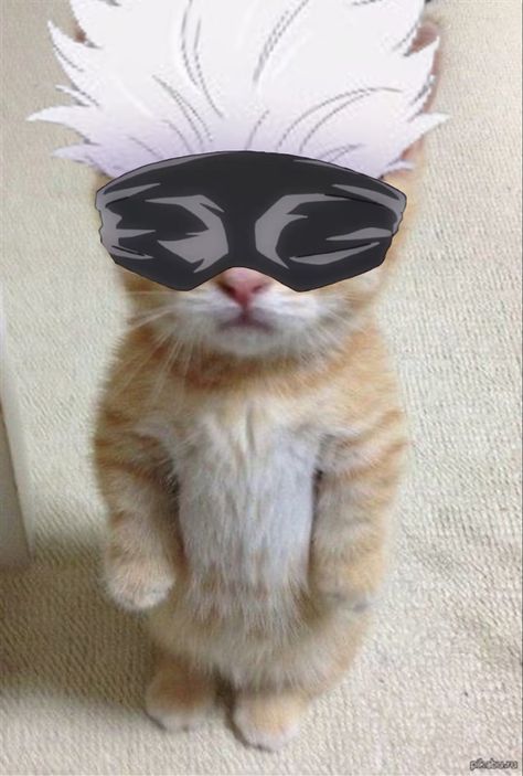 Anime Cat Pfp, Legend Cat, Cat Dressed Up, Anime Kitten, Funny Cat Faces, Cat Profile, Gato Anime, Cute Animal Memes, Image Chat