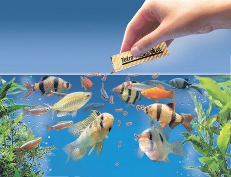 9 Common Fishkeeping Mistakes and How to Avoid Them | PetHelpful Automatic Fish Feeder, Most Beautiful Butterfly, Fish Keeping, Fresh Water Fish Tank, Fish Feed, Freshwater Aquarium Fish, Healthy Fish, Fish Farming, Fish Tanks