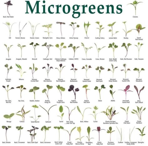 Microgreens Garden, Growing Sprouts, Micro Garden, Micro Greens, Hydroponic Farming, Growing Microgreens, Plantas Bonsai, Veg Garden, Hydroponic Gardening