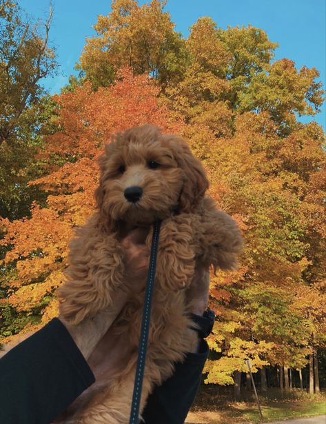 Fall Aesthetic Puppy, Autumn Dog Aesthetic, Small Dogs Aesthetic, Fall Dog Aesthetic, Fall Aesthetic Dog, Fall Puppies, Dogs In Autumn, Fall Dog Photos, Autumn Dogs