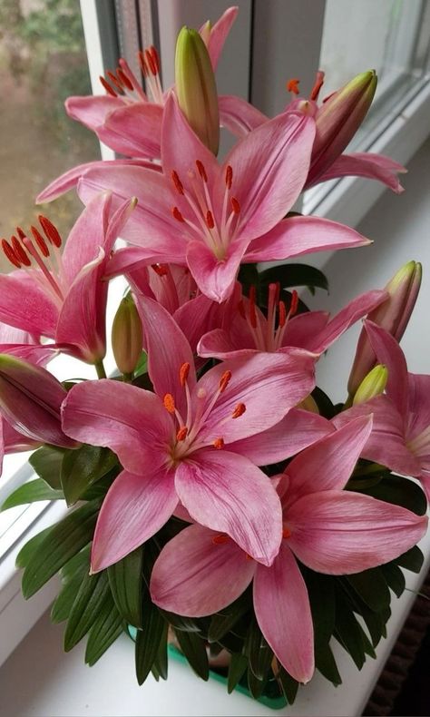 Lillys Flowers Bouquet, Pink Lillie’s, Lillies Flowers Aesthetic, Lilys Aesthetic Flower, Lilies Flowers Aesthetic, Lillys Flowers, Lilly Aesthetic, Lily Flower Wallpaper, Lillies Flowers