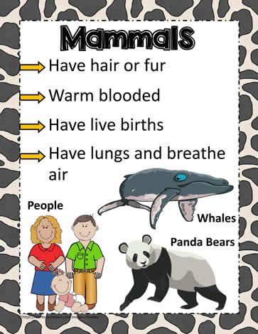 Animal Poster for Mammals Animals Dolphins, Mammals Activities, Strange Animals, مشروعات العلوم, Fun Facts For Kids, Animal Classification, Animal Poster, Animal Science, Animal Groups