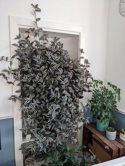 How to Grow Wandering Jew Like a Vine Small House Garden, Companion Planting Vegetables, New Avatar, Wandering Jew, Plant Goals, Herb Containers, Herb Garden Design, Vertical Garden Diy, Just Live