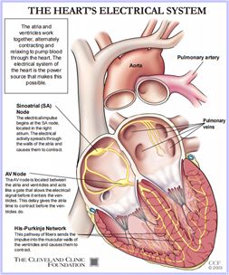 VIEW quality illustration of the Heart’s Electrical System with the PVs, Aorta, Pulmonary Artery the Sinoatrial (SA) Node and AV Node; Cleveland Clinic. Conduction System Of The Heart, Cardiac Anatomy, Np School, Vet Technician, School Nursing, Basic Anatomy And Physiology, Heart Anatomy, Cardiac Nursing, Medical Student Study