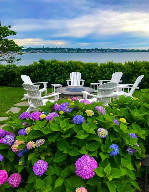 Cut Flower Food, Gilded Age Mansions, French Hydrangea, Functional Garden, Hydrangea Landscaping, Terrace Garden Ideas, Flowers Hydrangea, Hydrangea Garden, Gilded Age