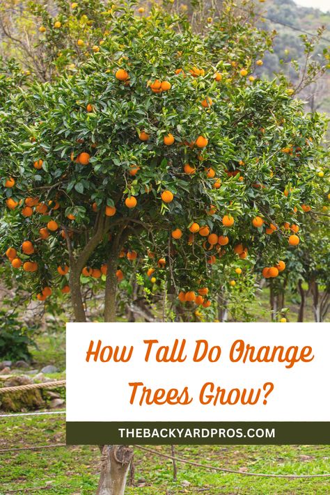 Backyard Orchard, Types Of Oranges, Tree Growth, Orange Trees, Valencia Orange, Types Of Fruit, The Heights, Tree Seeds, Orange Tree