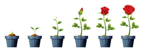 Beautiful red rose flower growth and development stages illustration. Life cycle of rose flower Flower Growth Drawing, Growing Flowers Drawing, Flower Life Cycle, Seed Illustration, Rose Growing, Seed Art, Plant Bud, Outdoor Stage, Flower Pot Garden