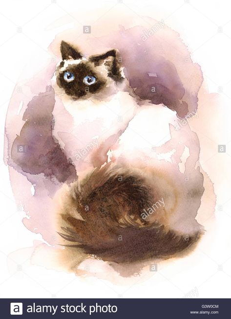 Cats Watercolor, Drawn Cats, Kawaii Pictures, Portraits Illustrés, Cat Siamese, Cat Paintings, Cat Illustrations, Tabby Cats, Cat Sketch