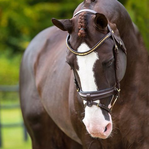 Swedish Warmblood, Warmblood Stallion, Liver Chestnut, Irish Sport Horse, Dutch Warmblood, Horse Markings, Horse Coat Colors, Warmblood Horses, Pony Breeds