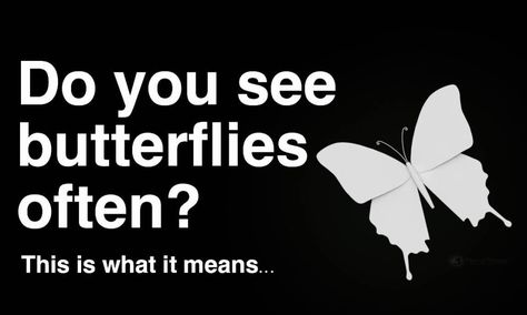 When you see animals frequently in life, it means you should pay attention to signs from the universe. If you see butterflies often, this is what it means3... Butterfly Spirit Animal, Butterfly Symbolism, Butterfly Meaning, Butterfly Quotes, Signs From The Universe, Blog Titles, Spiritual Messages, Leap Of Faith, Spiritual Meaning