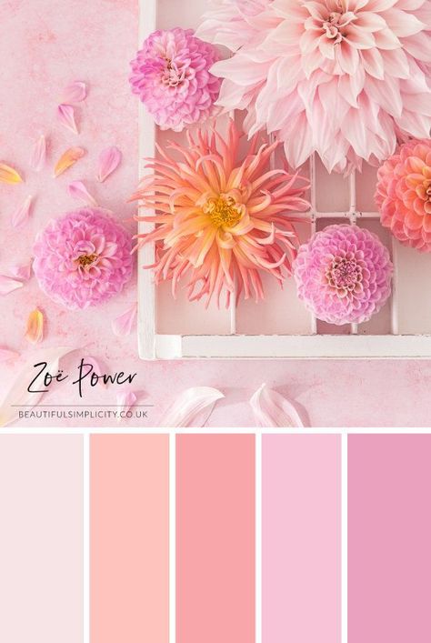 Coral Colour Palette, Hydrangea Colors, Color Schemes Colour Palettes, Pink Palette, Palette Art, Color Palette Pink, Pastel Colour Palette, Brand Color Palette, Fall Color Palette