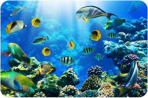 Aquatic Biomes ( Read ) | Biology | CK-12 Foundation Life Under The Sea, Under The Ocean, 3d Wall Murals, Underwater Life, Ocean Wallpaper, Removable Wall Murals, Sticker Wall, Wall Decor Stickers, Ocean Creatures