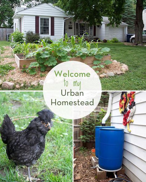 A Tour of My Humble Kitchen's Urban Homestead | myhumblekitchen.com Humble Kitchen, Urban Homestead, Modern Homesteading, Homesteading Diy, Homestead Farm, Homestead Gardens, Homesteading Skills, Urban Farm, Urban Homesteading