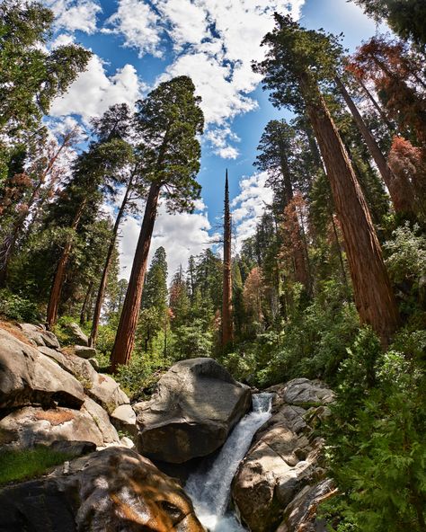 QUICK-TRIP GUIDE TO SEQUOIA NATIONAL PARK - Love & Loathing Los Angeles Sequoia National Park Photography, California Parks, Hiking Photography, Hiking Spots, Sequoia National Park, One Day I Will, Us National Parks, I Will Show You, Yosemite National Park