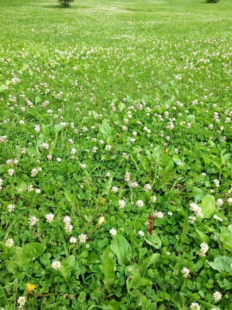 Bee Friendly Yard, Pollinator Friendly Lawn, Bee Lawn, Lawn Stars, White Dutch Clover, Grass With Flowers, Clover Lawn, Seeding Lawn, Lawn Alternatives