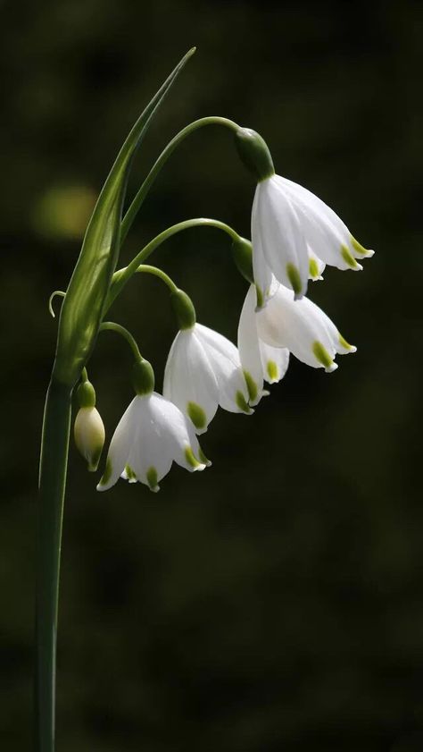 Snowdrop Flower Wallpaper, Snowdrop Flower Aesthetic, Juliette Tattoo, Snowdrop Flower Tattoo, Snowdrops Flower, Flower Snowdrop, Grace Tattoo, Flower Anatomy, Snowdrop Flowers