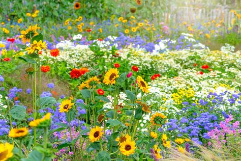 7 Things To Consider Before Turning Your Yard Into a Wildflower Meadow Easiest Flowers To Grow, Best Bird Feeders, Meadow Garden, Cut Flower Garden, Wildflower Garden, How To Attract Birds, Bird Seed, Beautiful Backyards, Wildflower Seeds