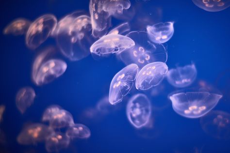 3840x2563 jellyfish 4k hd best wallpaper for desktop Aesthetic Jellyfish Wallpaper, Aesthetic Jellyfish, Jellyfish Wallpaper, Western Wallpaper Iphone, Blue Jellyfish, Jellyfish Art, 4k Wallpaper, Homescreen Wallpaper, Summer Wallpaper