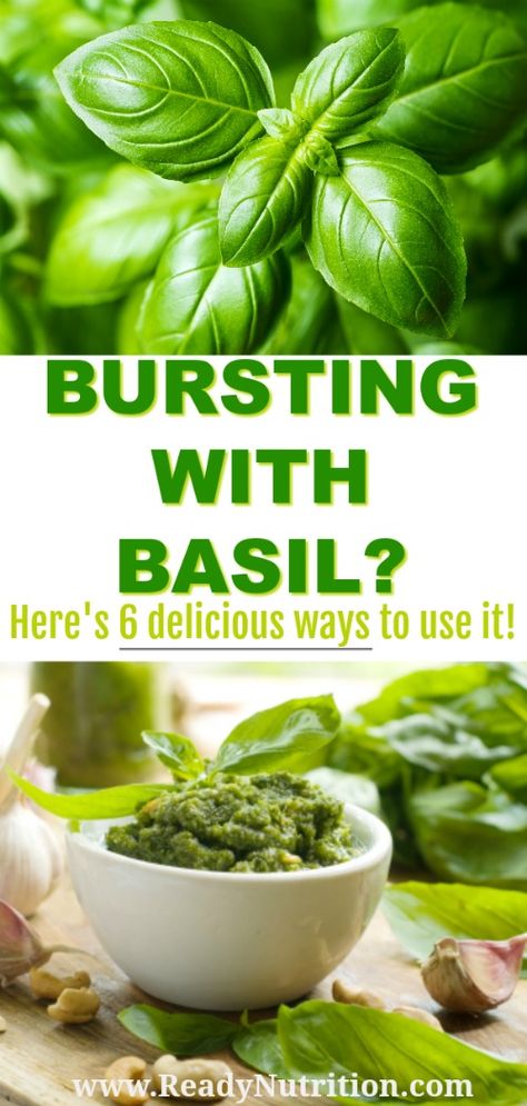 Bursting With Basil? Here's How to Use It | Ready Nutrition Official Website - Healthy Living, Food Storage, Preparedness, Recipes And More Pantry Recipe, Drying Fresh Herbs, Growing Basil, Small Cucumber, Basil Recipes, Cooking Recipes Healthy, Fresh Spices, Plum Tomatoes, Basil Pesto