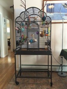 Budgie Cage, Flight Cage, Parakeet Cage, Pet Bird Cage, Bird Barn, Play Areas, Play Gym, Trying To Sleep, Looking Out The Window