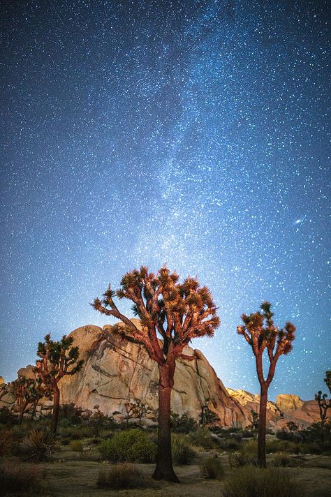 California Joshua Tree, Joshua Tree At Night, Desert Waves, Desert Backyard, Desert Pictures, Joshua Trees, Desert Aesthetic, Relaxing Nature, Cactus Painting