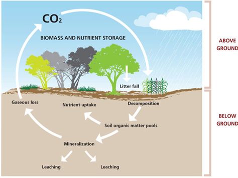 CARBON SINK- areas of vegetation that absorb carbon dioxide produced by the burning of fossil fuels Ecosystem Services, Climate Adaptation, Carbon Sink, John Bauer, Carbon Sequestration, Farm Plans, Agricultural Land, Land Trust, Sea Level Rise