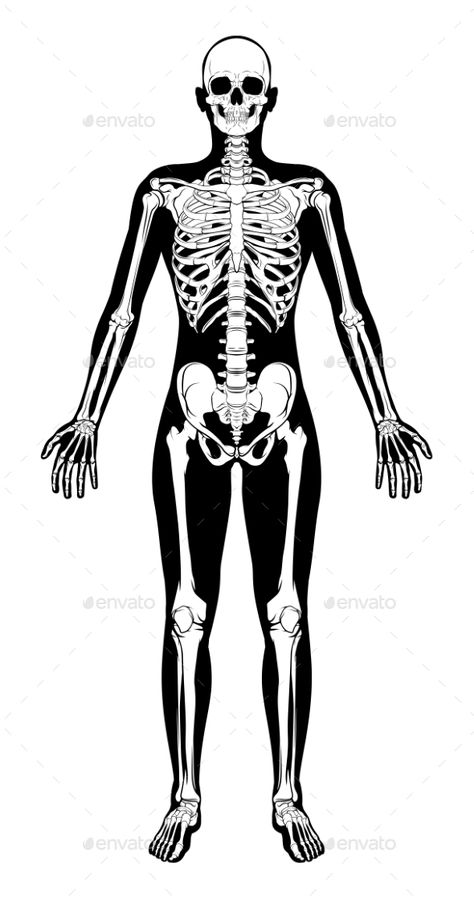 Human Skeleton Figure Medical Silhouette #Skeleton, #Human, #Figure, #Silhouette Human Figure Silhouette, Skeleton Graphic Design, Skeleton Standing, Figure Silhouette, Skeleton Silhouette, Male Skeleton, Skeleton Human, Human Skeleton Anatomy, Skeleton Arm