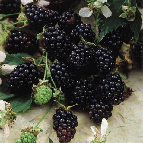 Blackberries I picked my first ones yesterday .Made homemade blackberry pie in a cup. Yum Yum. Thornless Blackberries, Blackberry Bramble, Blackberry Plants, Blackberry Bush, Growing Blackberries, Blackberry Farms, Blackberry Cobbler, Berry Plants, Garden Guide