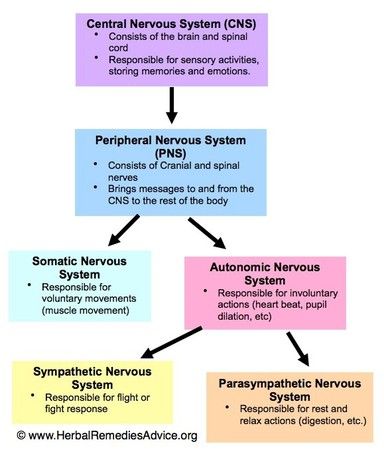 Nervous System Anatomy, Peripheral Nervous System, Brain Facts, Nursing School Survival, Nursing School Studying, Nursing School Tips, Medical School Studying, Nursing School Notes, Human Body Systems