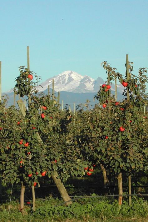 Apple trees on Bellewood Farms frame Mount Baker in the distance. Lynden Washington, Mount Baker, Fall Activity, Bellingham Washington, Apple Cider Donuts, Corn Maze, Harvest Time, Visitor Center, Autumn Activities