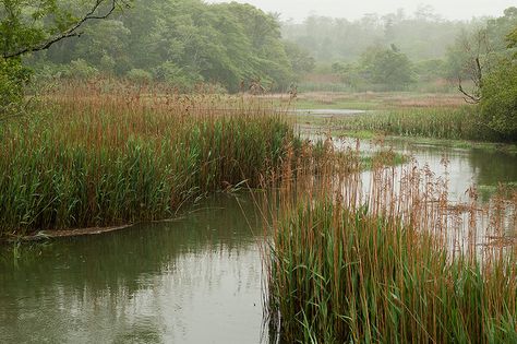 River Landscape Photography, North Carolina Marsh, Marshes Aesthetic, Fantasy Marsh, Charleston Marsh, Louisiana Marsh, Marsh Pictures, Marsh Aesthetic, Marsh Land