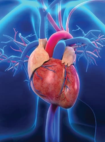 Afib Atrial Fibrillation, Peripheral Artery, Atrial Fibrillation, Improve Circulation, Heart Healthy Recipes, Daily Diet, Amazing Recipes, Heart Health, Neck Pain