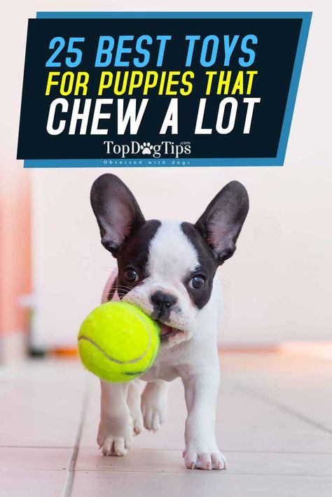 Top 25 Best Puppy Toys for Dogs that Chew A Lot. The best strategy to keep a dog… Best Toys For Puppies, Best Puppy Toys, Toys For Puppies, Toys For Dogs, Puppy Toys, Puppy Chew Toys, Puppy Teething, Best Dog Toys, Puppy Accessories