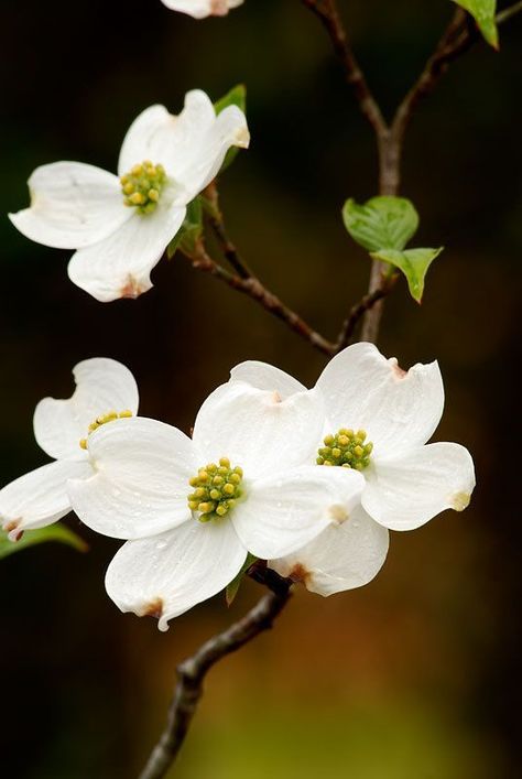 Flower Photography Nature, Flowers Photography Beautiful, Dogwood Blooms, Dogwood Flower, Trendy Plants, Dogwood Blossoms, Dogwood Trees, Dogwood Flowers, Plant Photography