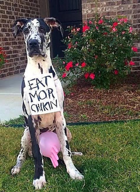 'Eat Mor Chikin' great halloween costume for a black-n-white spotted dog! Cute Dog Costumes, Eat More Chicken, Halloween Fest, Hallowen Costume, Pet Halloween Costumes, Dog Halloween Costumes, Dog Costumes, Dog Costume, Halloween Animals