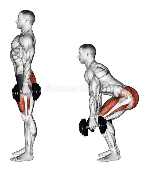 Exercising. Squats with dumbbells royalty free illustration Squats With Dumbbells, Steps Illustration, Dumbbell Leg Workout, Muscle Gain Workout, Fitness Training Plan, Leg Workouts Gym, Isometric Exercises, Push Workout, Dumbbell Squat