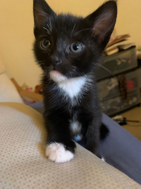 Tuxedo Cat Blue Eyes, Kitten With Blue Eyes, Baby Black Cat, Tuxedo Kitten, Cat Friends, Tuxedo Cats, Stuffed Animal Cat, Pretty Animals, Tuxedo Cat