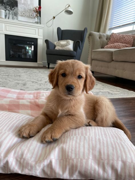 Cute Golden Retriever Puppy, Mini Golden Retriever, Innocent Eyes, Dream Pet, Very Cute Puppies, Very Cute Dogs, Puppies And Kitties, Really Cute Dogs, Golden Retriever Puppy