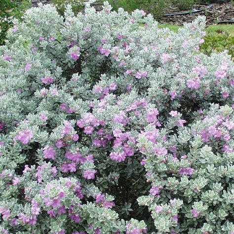 Texas Sage!!! Best Bushes To Plant In Texas, Texas Evergreen Landscape, Texas Native Garden, South Texas Landscaping, Sage Tree, Lake Plants, Xeriscape Plants, Southwest House, Texas Sage