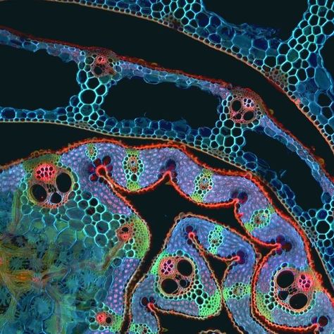 CSIRO on Instagram: "What's under the microscope? 🔬 See if you can guess from these crafty clues: ⭐ It has over 120,000 different varieties. ⭐ It's grown on every continent except Antarctica. ⭐ It has historically been used in building material, including in a very famous structure. Let us know your guess! 👇 #UnderTheMicroscope #SXSW #TastyCloseUp #CSIRO #WeLoveScience [Image description: Close up picture of a colourful structure with many different shapes under a microscope.]" Microscope Photography, Micro Organisms Art, Microbiology Aesthetic, Microscopic Cells Art, Under The Microscope, Under A Microscope, Cells Under Microscope, Microscope Pictures, Microscope Art