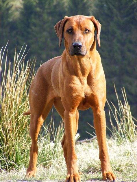 Rhodesian Ridgeback Large Muscular Dog Breed Puppy Rodisian Ridgeback, Ridgeback Dog, Delivery Boy, Rhodesian Ridgeback Dog, Running Partner, Akc Breeds, Lion Dog, Guard Dog, Rhodesian Ridgeback