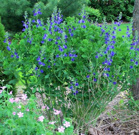 Blue False Indigo, False Indigo, Spring Blooming Flowers, Baptisia Australis, Perennial Border, Native Flowers, Sun Plants, Ornamental Grasses, Seed Pods