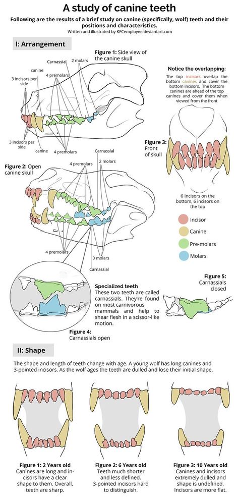 Teeth Study, Vet School Motivation, Canine Teeth, Vet Tech School, Veterinary Tech, Vet Tech Student, Vet Technician, Veterinary Studies, Veterinary School