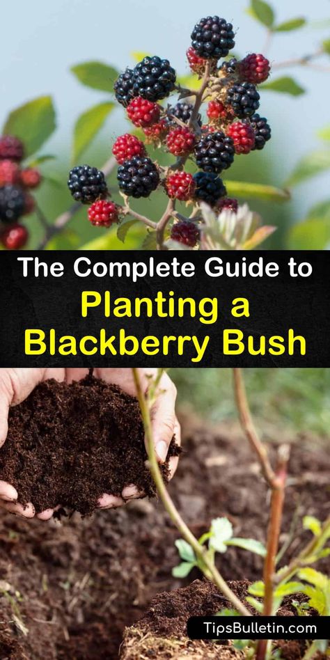 Planting Blackberries - Clever Tips for Growing Blackberry Bushes Planting Blackberries, Blackberry Trellis, Raspberry Bushes, Blackberry Bushes, Blackberry Patch, Blueberry Gardening, Thornless Blackberries, Underground Greenhouse, Blackberry Plants