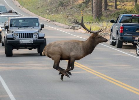 No Scrubs, Riff Raff, Bull Elk, Never A Dull Moment, Chasing Waterfalls, Bear Creek, Elk Hunting, Mountain Goat, Black Wolf