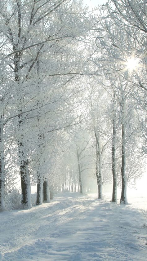 Path Background, Winters Tafereel, Winter Landscape Photography, Beautiful Winter Scenes, Winter Nature, Winter Photos, Winter Wallpaper, Winter Scenery, Places In The World