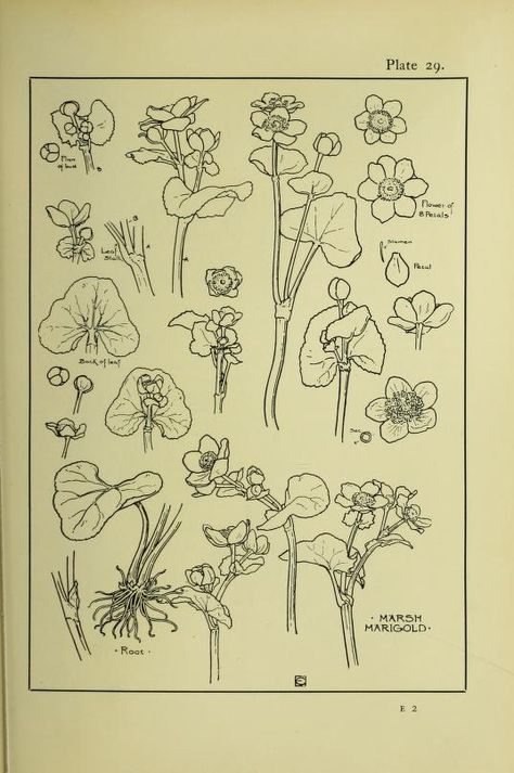 A handbook of plant-form for students of design; one hundred plates, comprising nearly 800 illustrations, drawn and described, and with an introductory chapter on design and a glossary of botanical terms : Clark, Ernest Ellis, 1869- : Free Download, Borrow, and Streaming : Internet Archive Botanical Sketches, Urbana Champaign, Vintage Florals, Vintage Illustrations, Design School, Design Embroidery, On Design, Botanical Illustration, Botany