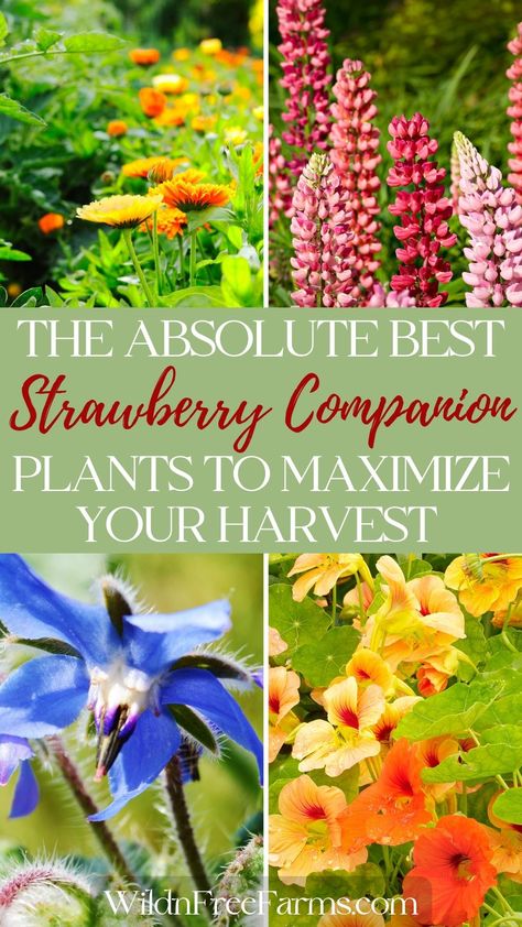 companion plants for strawberries Vegetables To Plant Together, Herbs To Grow Together, Herbs To Plant Together, Companion Herbs, Companion Planting Herbs, Herb Planting, Strawberry Growing, Strawberry Companion Plants, Herbs To Plant