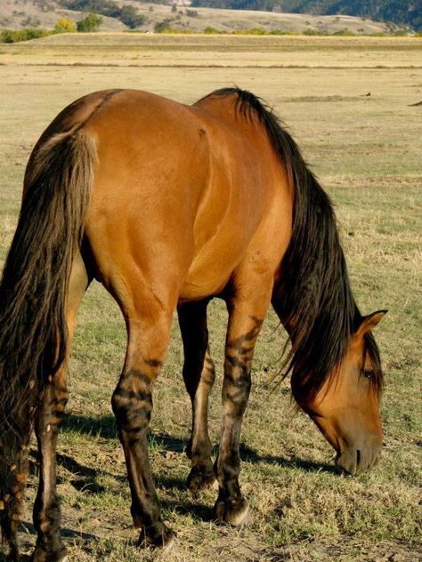 Kiger Mustang-Wild horses from Oregon and descendants of Spanish Conquistadors horses. Description from pinterest.com. I searched for this on bing.com/images Buckskin Horses, Kiger Mustang, Buckskin Horse, Horse Coat Colors, Horse Reference, Horse Colors, Mustang Horse, Horse Dressage, Horse Artwork