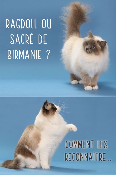 Chat Ragdoll ou Sacré de Birmanie ? Apprendre toutes leurs différences Cat Food Brands, Birman Cat, Dog Food Brands, Healthy Choice, Fresh Chicken, Animal Nutrition, Meat Chickens, Dry Dog Food, A Chicken